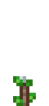 Cotton Crop.gif