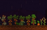 Example of Birds Ignoring Crops