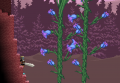 Mini biome.png